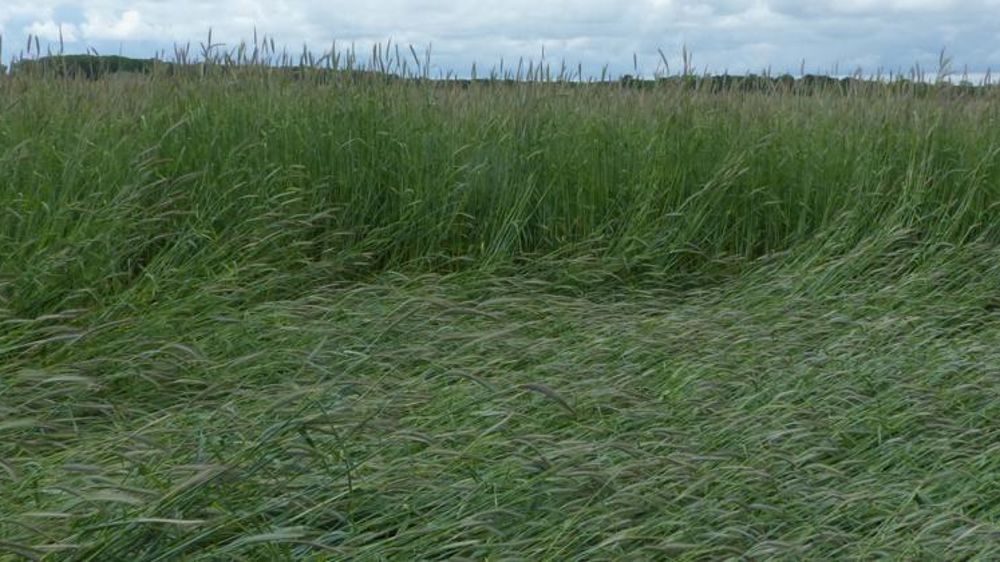 La connaissance fine des mécanismes via lesquels la plante perçoit sa position dans l’espace pourrait déboucher sur une meilleure prise en compte de leur capacité à se relever après des fortes pluies ou une tempête. Sur la photo, un champ de seigle ayant partiellement versé (juin 2016 dans les Yvelines). © A. Cassigneul.